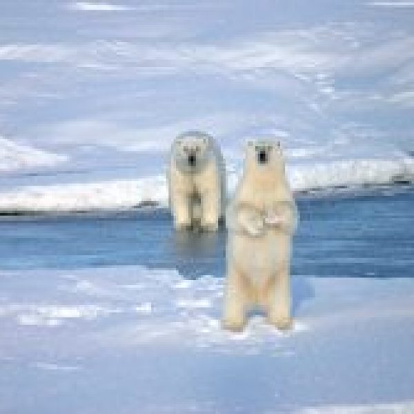 polar bears 2